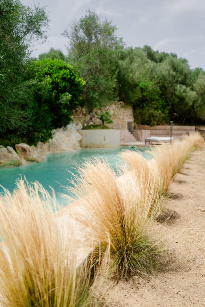 Hohe Gräser wachsen am Rande eines klaren Beckens